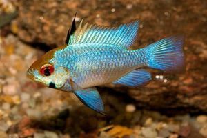 RAMIREZI SUPER BLUE 