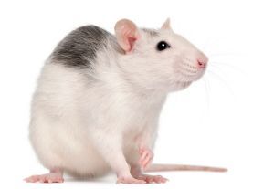 RAT HUSKY FEMELLE