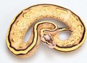 PYTHON REGIUS MÂLE SUPER STRIPE PASTEL 35488