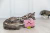 JC CHAT PECHE XXL CATNIP DES ETATS UNIS
