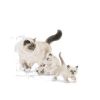 MOTHER & BABYCAT 2 KG ROYAL CANIN