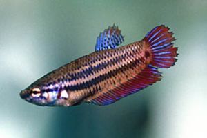 BETTA FEMELLE