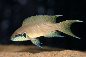 LAMPROLOGUS BRICHARDI