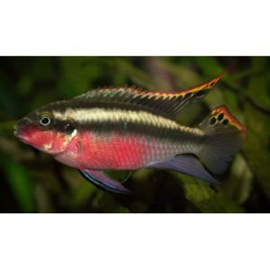 PELVICACHROMIS PULCHER ROUGE XL