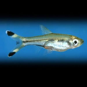 RASBORA TRILINEATA
