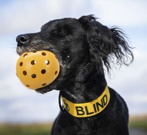 BALLE POUR CHIEN MALVOYANT