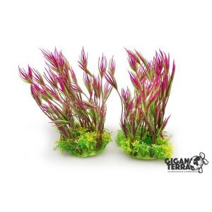 PLANTE AQUA SUR PIED 18 - 22 CM LOT DE 2