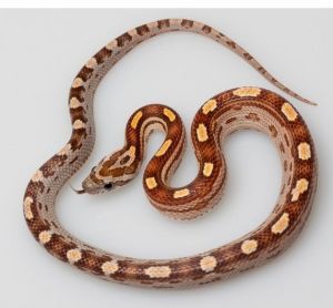 PANTHEROPHIS GUTTATUS MOTLEY