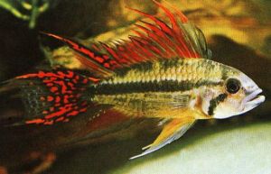 APISTOGRAMMA CACATUOIDES DOUBLE ROUGE