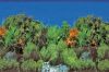 POSTER PIERRE / PLANTE B2 100 CM