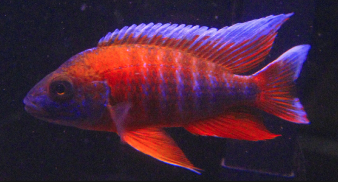 AULONOCARA JACOBFREIBERGI SUPER RED 