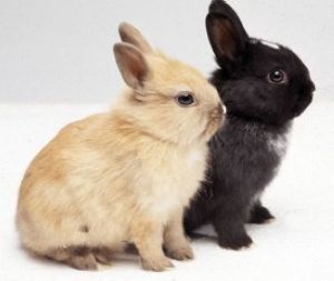 LAPIN MINI BELIER / NOUNOURS / POIL RAS