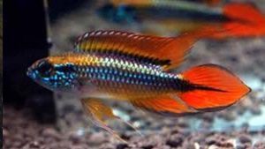 APISTOGRAMA AGASSIZI DOUBLE ROUGE