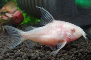 CORYDORAS ALBINOS