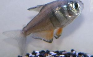 TETRA FLAMME DE  (HYPH. FLAMMEUS)