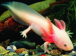 AMBYSTOMA ALBINOS SILVER PEARL