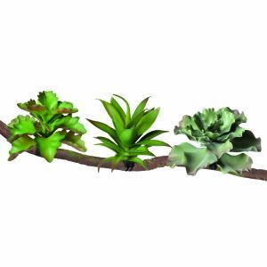 PLANTE A ACCORCHER BRANCH PLANT TERRA DELLA S