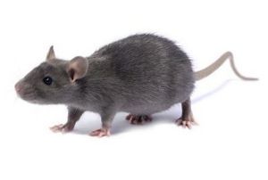 RAT FEMELLE BLEU