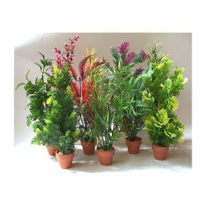 PLANTES SYDECCO 11 CM POT