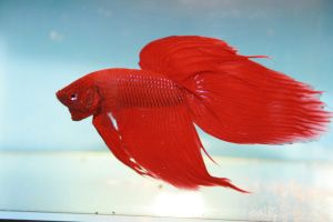 BETTA MALE (COMBATANT)