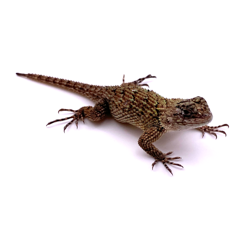 SCELOPORUS MALACHITUS