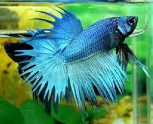 BETTA CROWNTAIL