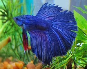 BETTA MALE SUPER DELTA