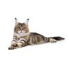 MAINE COON ADULTE 4 KG ROYAL CANIN