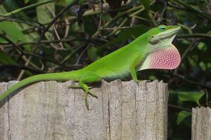 ANOLIS CAROLINENSIS MALE