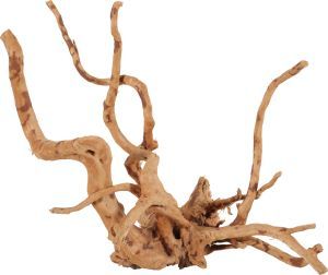 RACINE ARAIGNEE S 30-40 CM