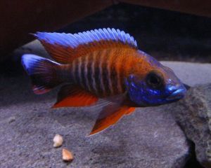 AULONOCARA JACOBFREIBERGI CALICO SUPER RED 