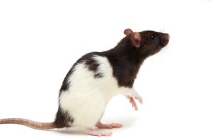 RAT COULEUR FEMELLE