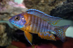 AULONOCARA JACOBFREIBERGI 7/8