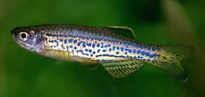 DANIO LEOPARD