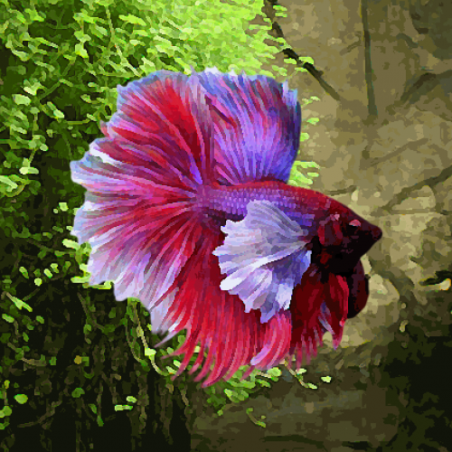 BETTA MALE ELEPHANT EARS