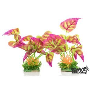 PLANTE AQUA 18-22 CM 539 LOT DE 2