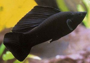 BLACK MOLLY LYRE