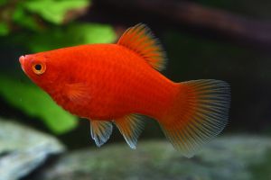 PLATY