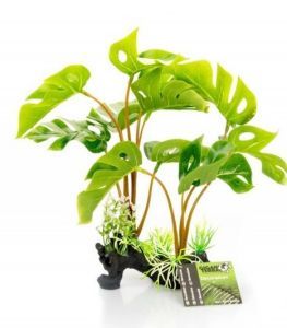 PLANTE SUR PIED PHILODENDRON DELICIOSA 30 CM