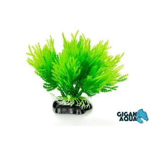PLANTE AQUA 10 CM 670