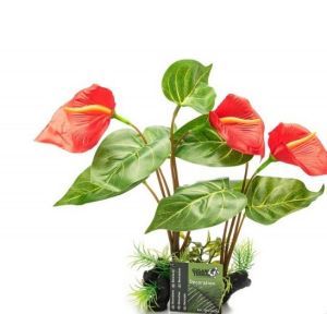 PLANTE SUR PIED ANTHURIUM ROUGE 32 CM