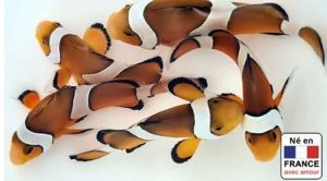 AMPHIPRION OCELLARIS ELEVAGE