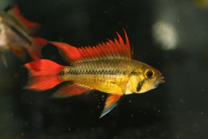 APISTOGRAMA CACATUOIDES DOUBLE ORANGE