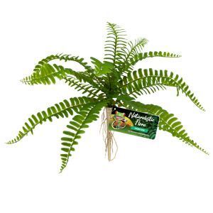 PLANTE ZOO MED SWORD FERN