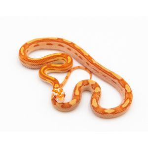 PANTHEROPHIS GUTTATUS CANDY CANE ROUGE MOTLEY