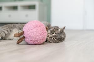 JC CHAT PECHE XXL CATNIP DES ETATS UNIS