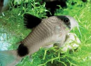 CORYDORAS PANDA