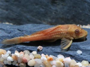PLECO DORE