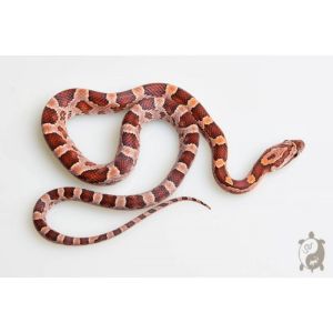 PANTHEROPHIS GUTTATUS FORME CLASSIQUE