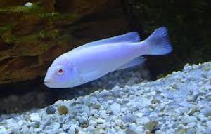 PSEUDOTROPHEUS SOCOLOFI SNOW WHITE